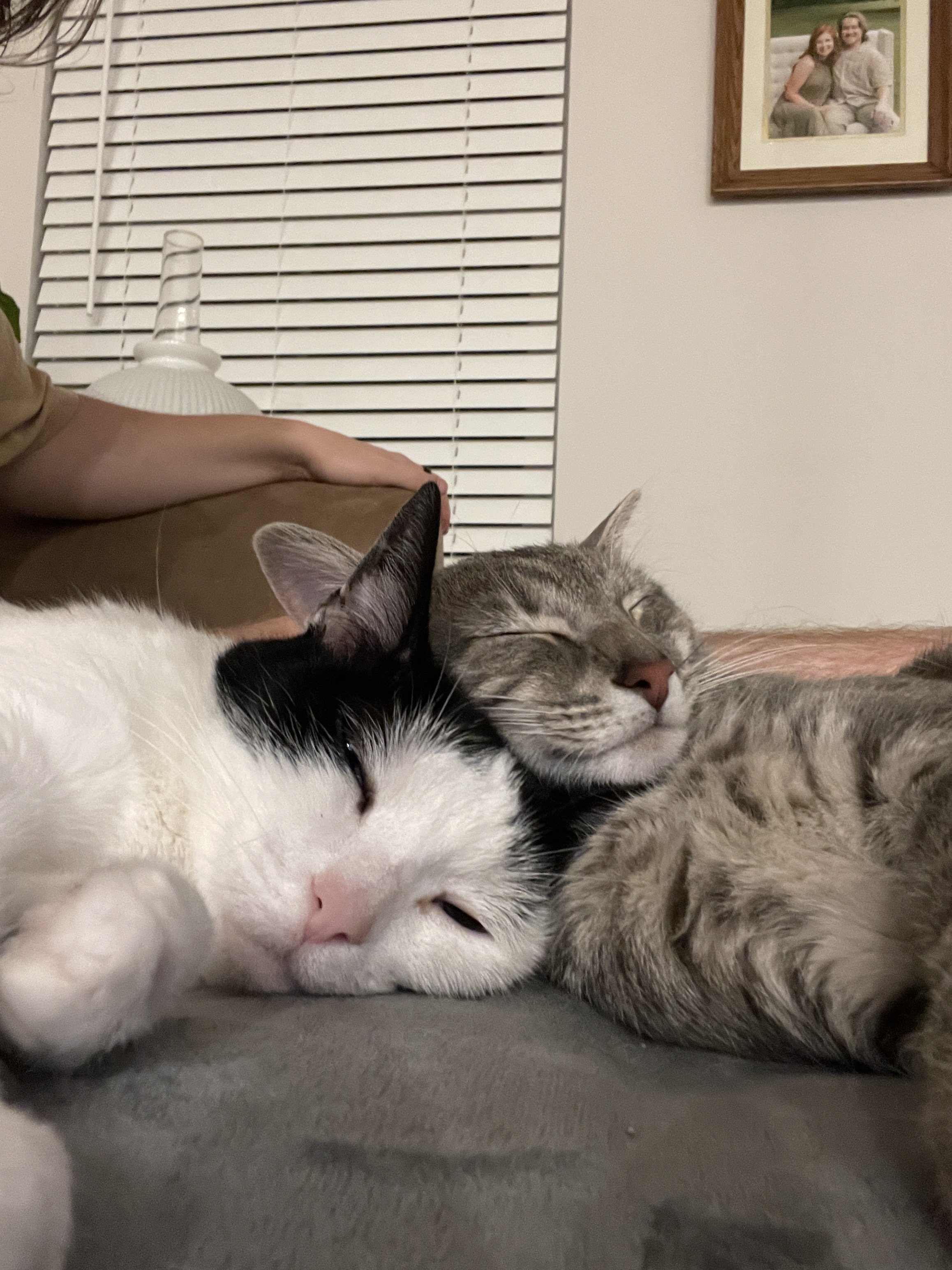 Two cats, one with black and white fur and the other with gray tabby fur, are sleeping closely together on a soft surface. The black and white cat's face is visible with eyes closed, and the gray tabby cat's head is resting next to the black and white cat. In the background, a person is resting their arm on the surface, and a framed photograph of two people is hanging on the wall behind them.
