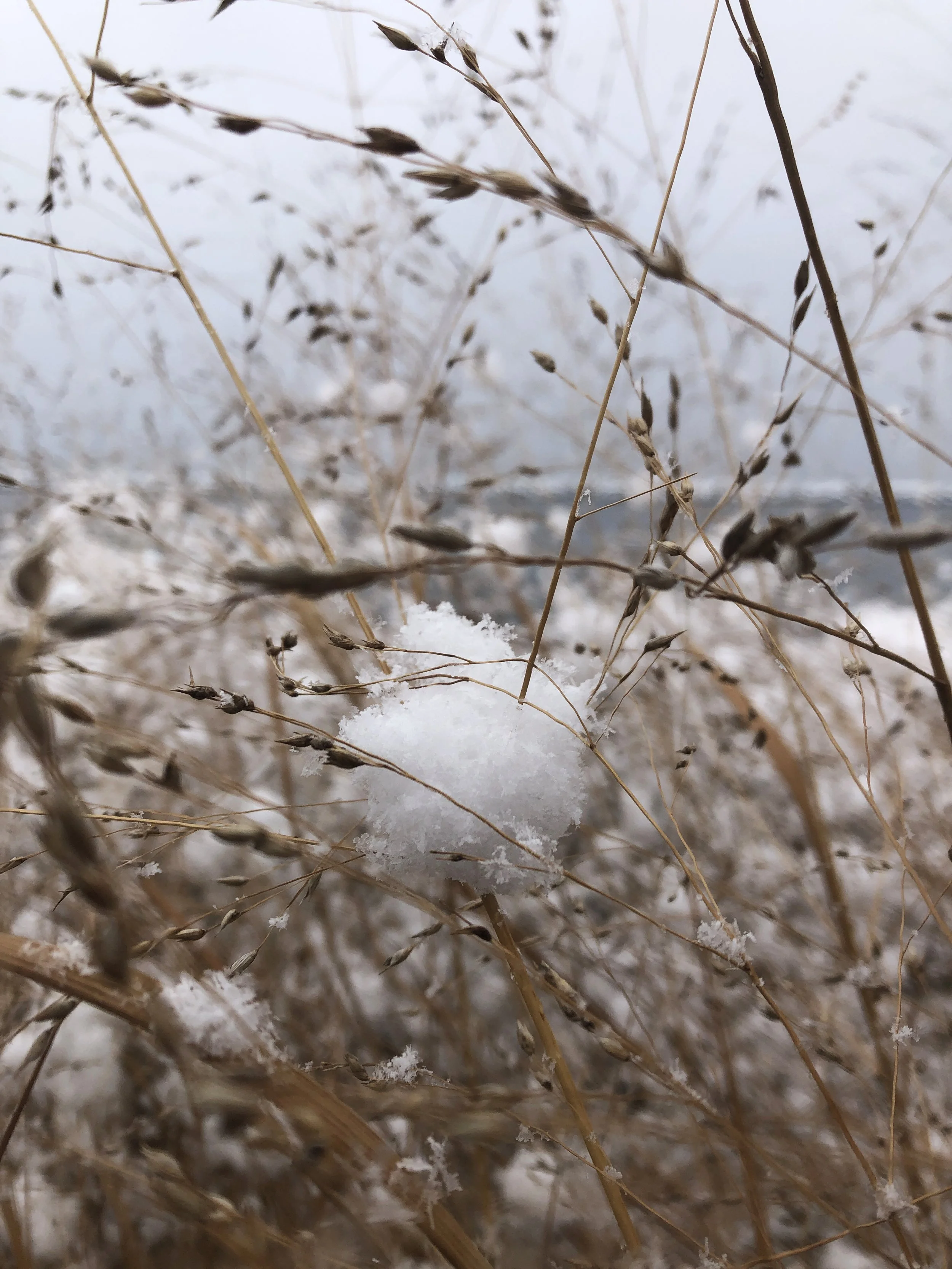 First Snow. Toronto Island, 2021 (iPhone 8)