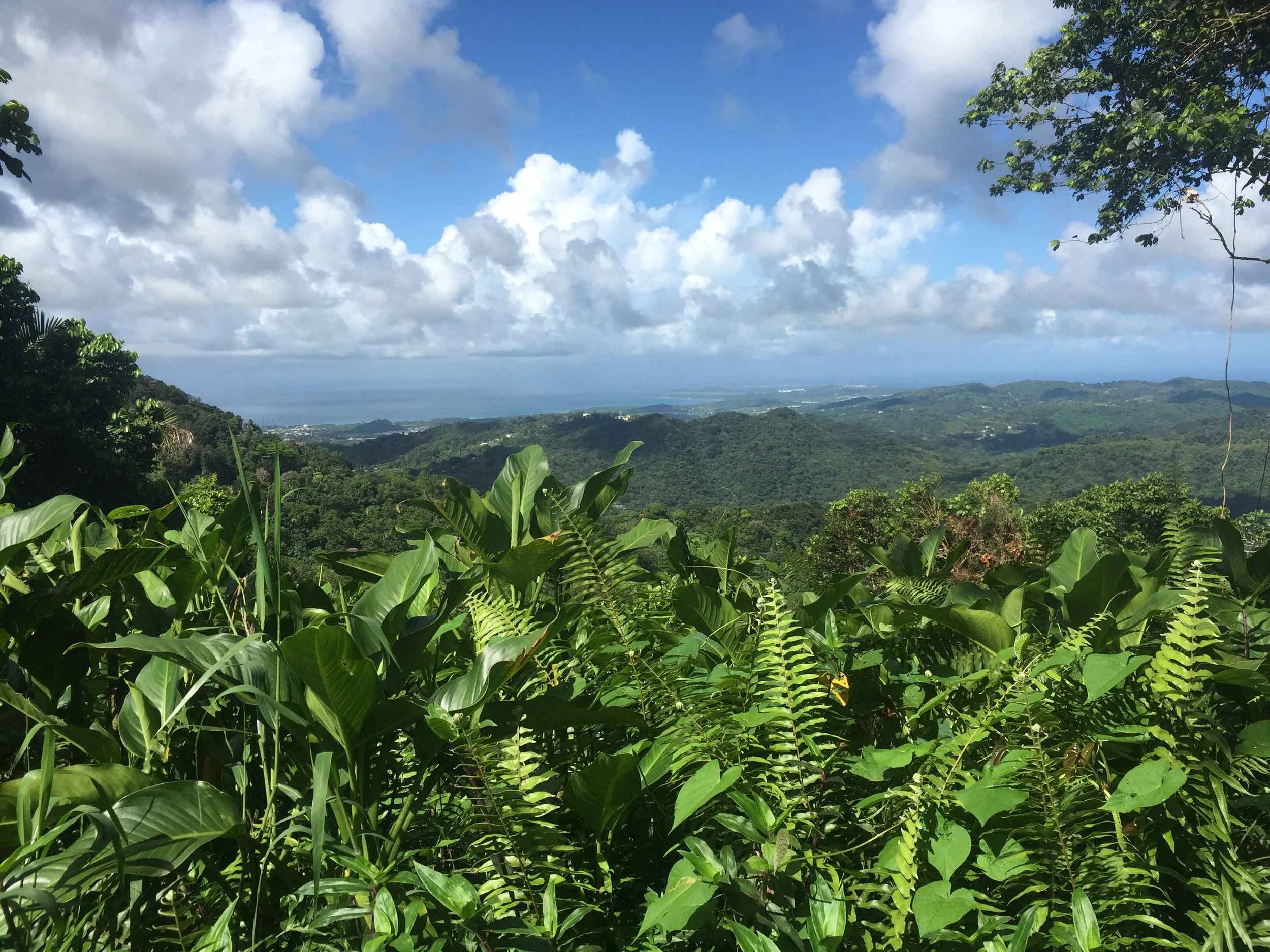 El Yunque