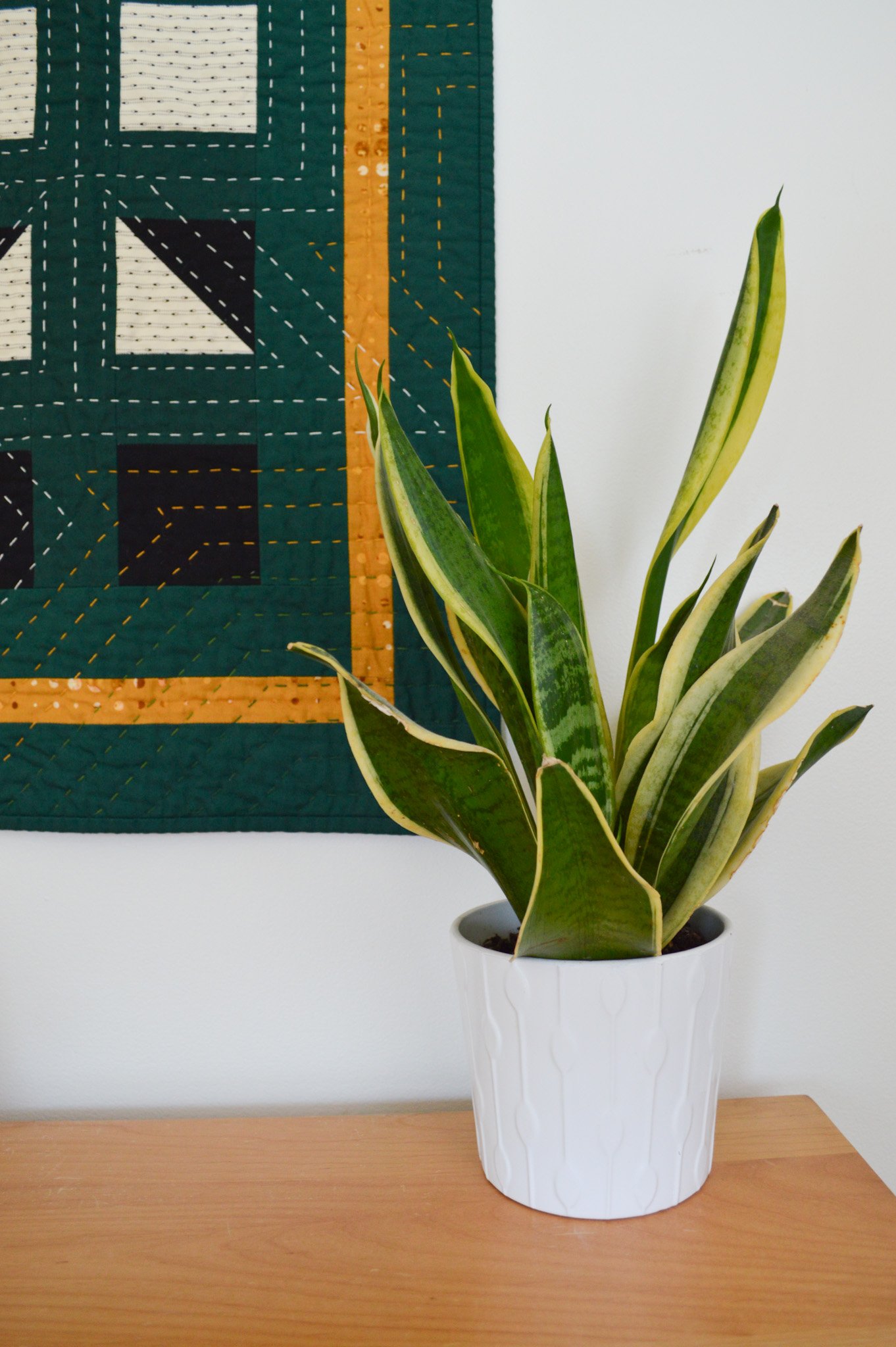  close-up of a snake plant with a green, hand quilted wall hanging behind it 