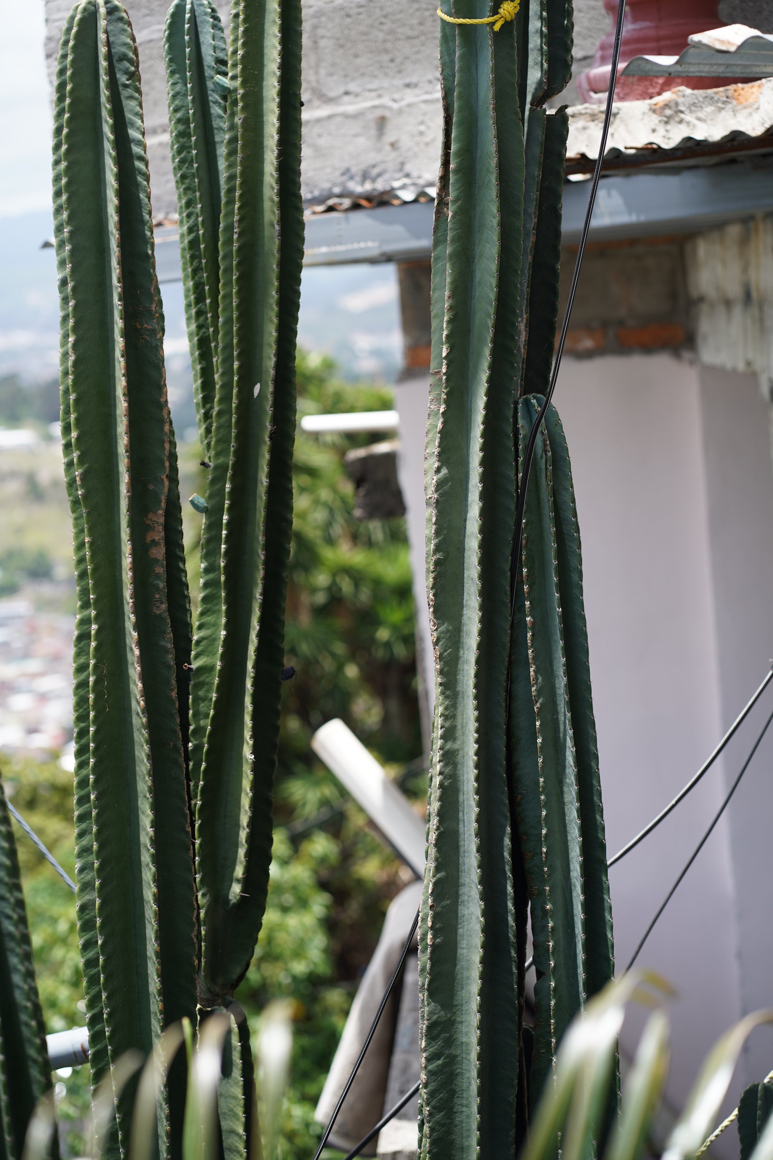 DSC02114.JPG