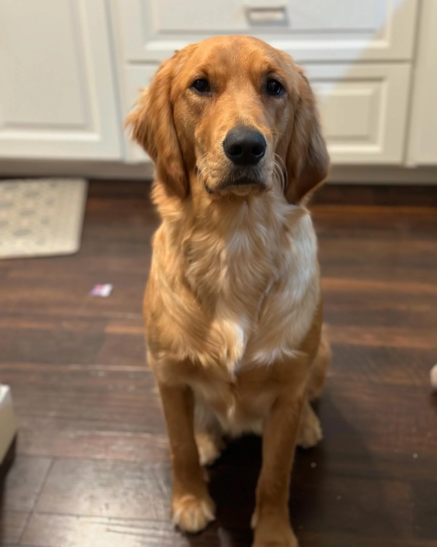 Happy 1st Birthday Rue!!