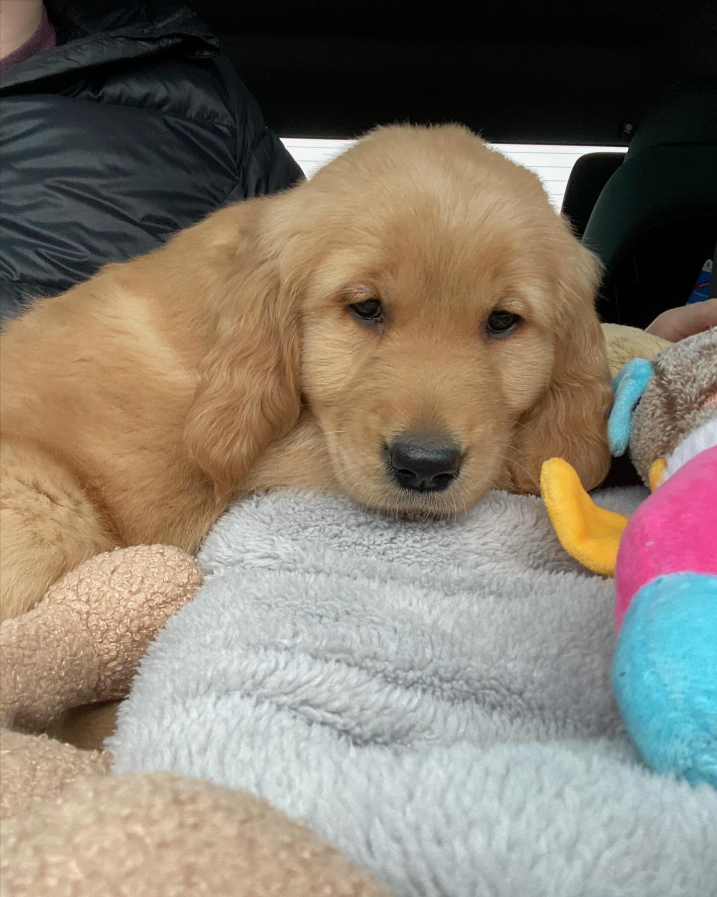 The newest RAM employee ❤️🐶 Rue is quite happy she received employee of the month for February. Being the shop greeter is a hard job but someone&rsquo;s gotta do it.