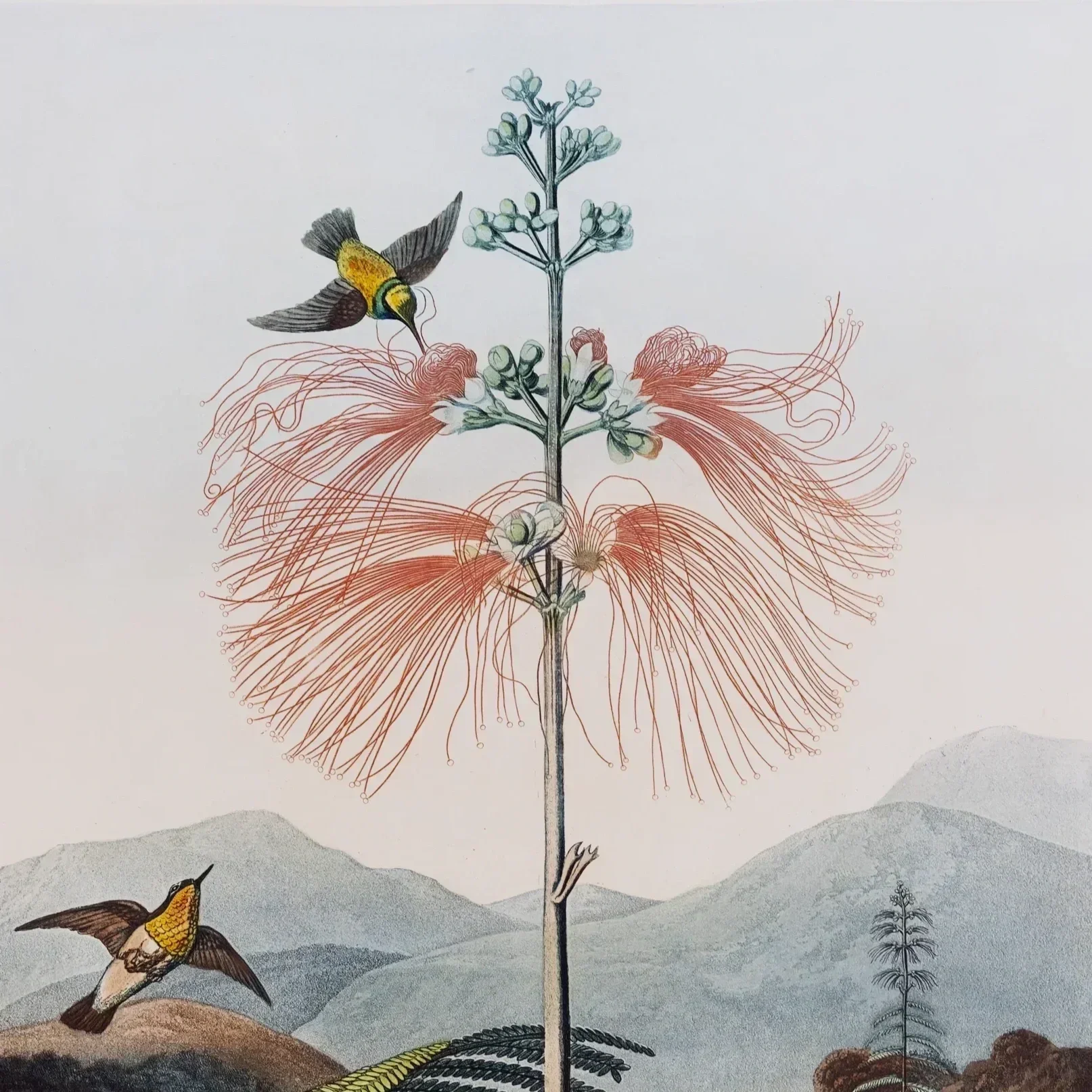 Botanical Drawing, Robert John Thornton