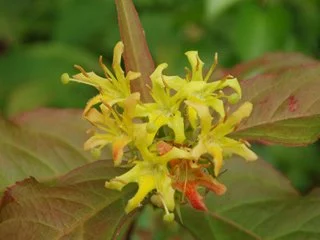 Northern bush honeysuckle (Diervilla lonicera)
