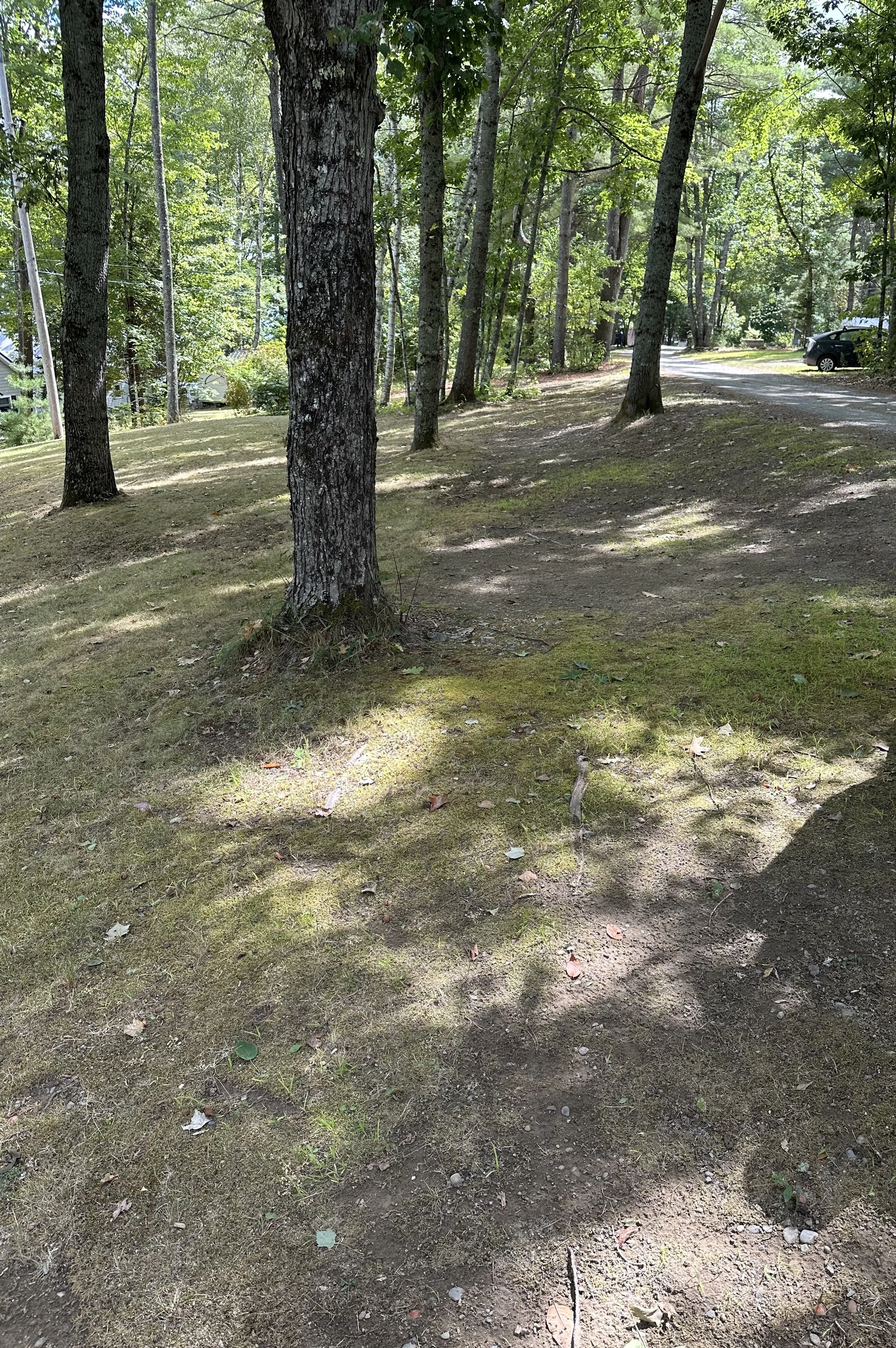 Raingarden Site (Looking downroad).jpg