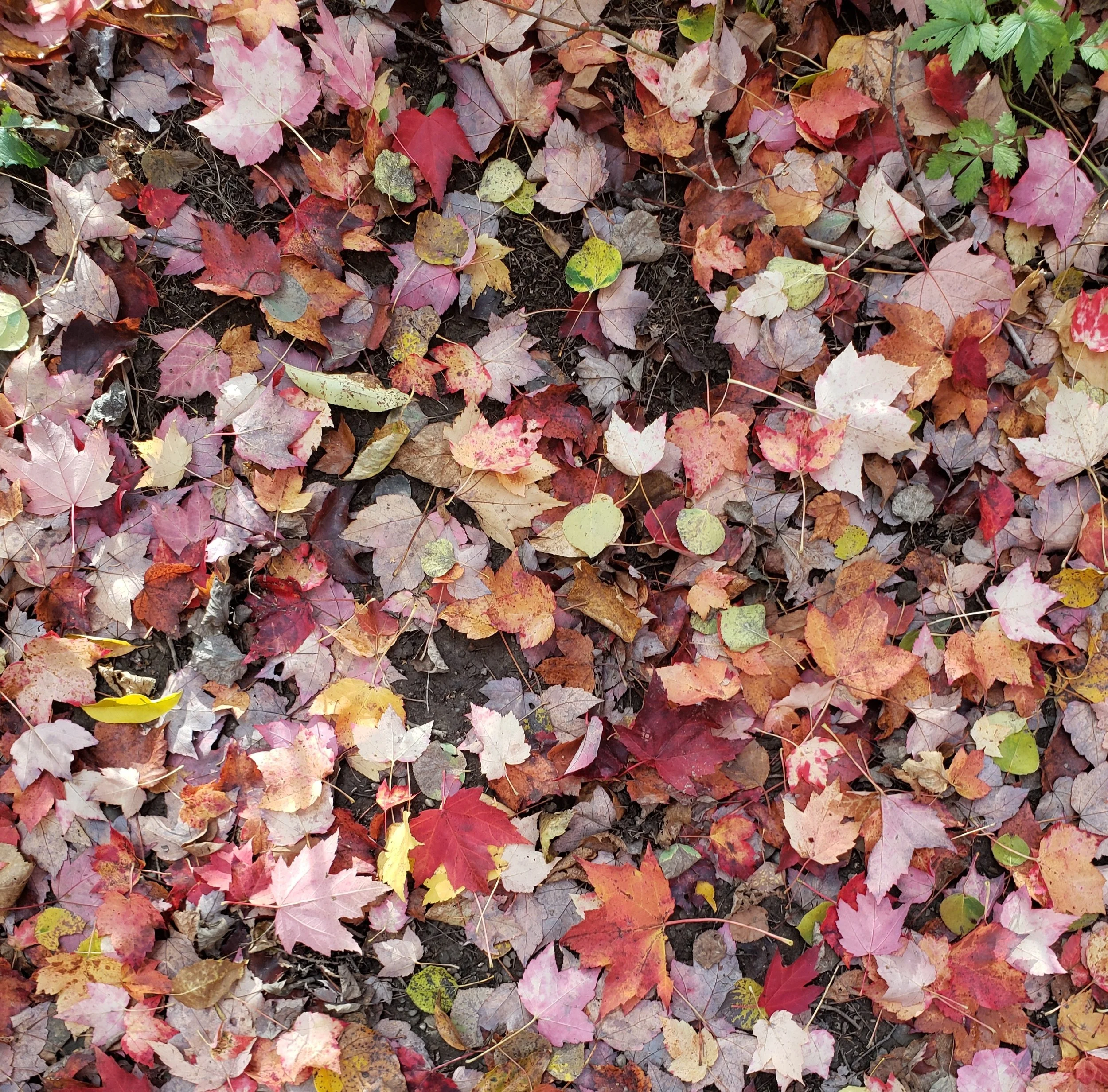 LEAVE YOUR LEAVES 