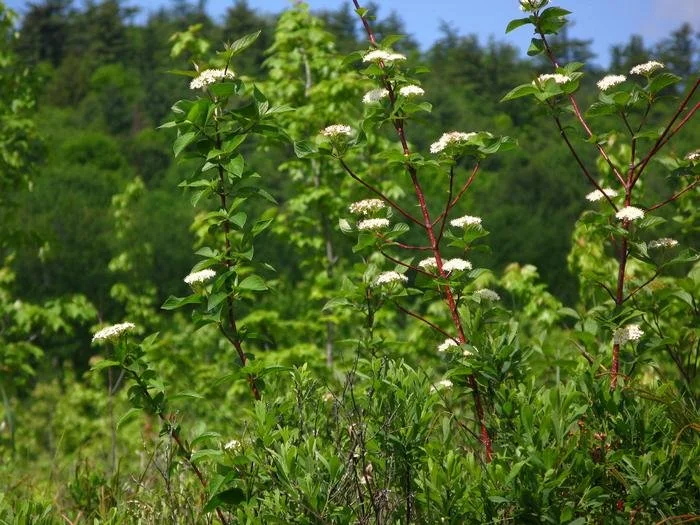 red osier dogwood1.jpg