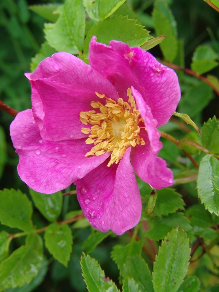 virginia rose1.jpg