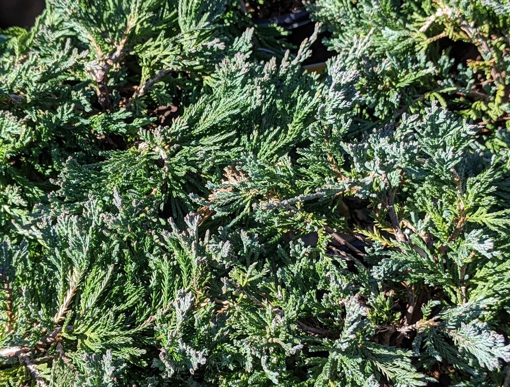 blue rug juniper1.jpg