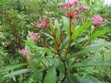 swamp milkweed2.jfif