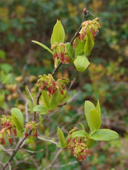 black huckleberry1.jpg