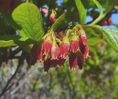 Black Huckleberry (Gaylussacia baccata)