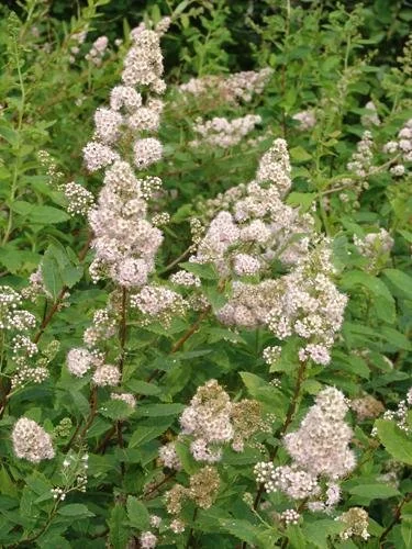 meadowsweet1.jpg