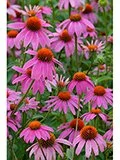 purple coneflower2.jfif