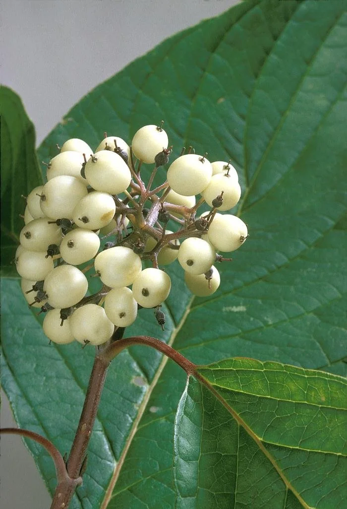 red osier dogwood2.jpg