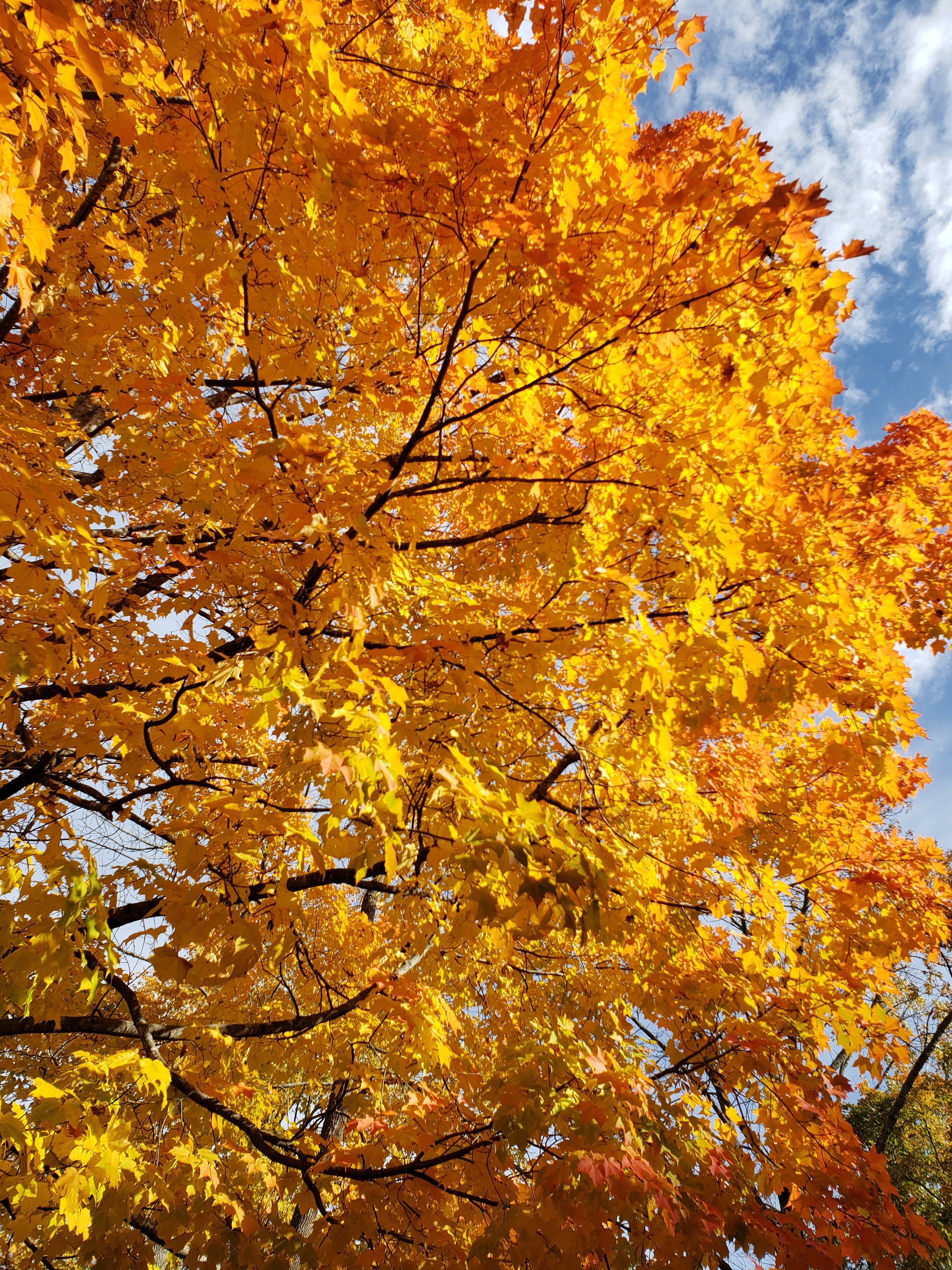 A maple with bright yellow leaves