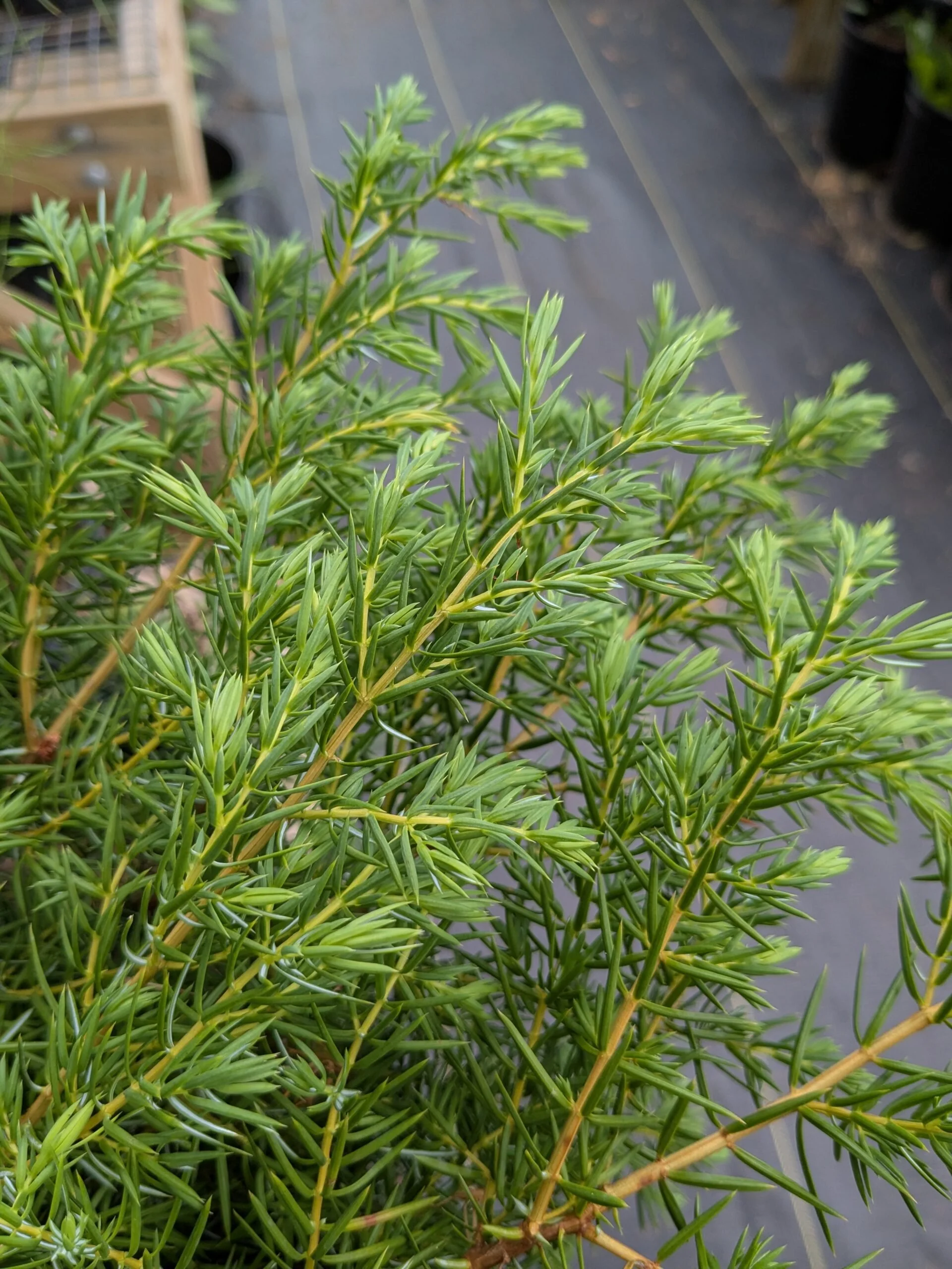 Common Juniper- (Juniperus communis)