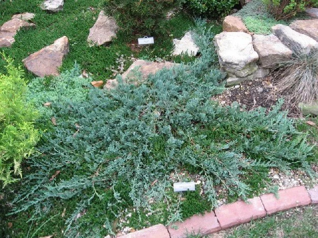 blue rug juniper.jpg