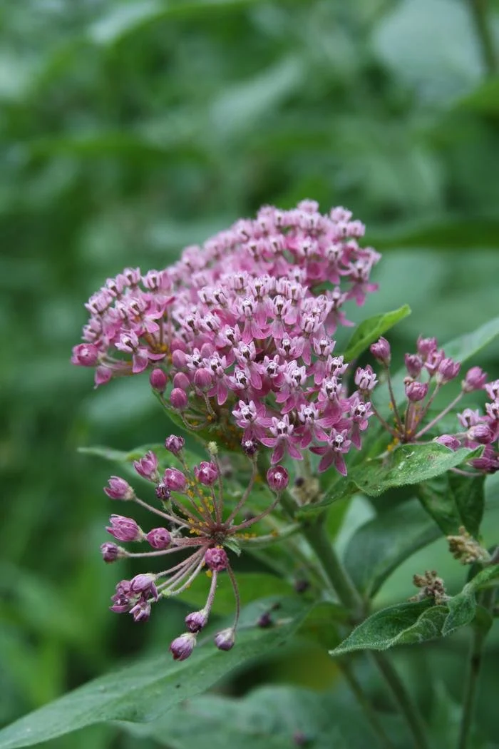 Perennial:  Swamp milkweed (Asclepias incarnata)   ‍  ‍