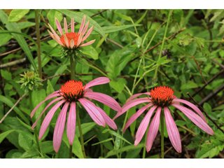 Perennial: Purple Coneflower (Echinacea purpurea)