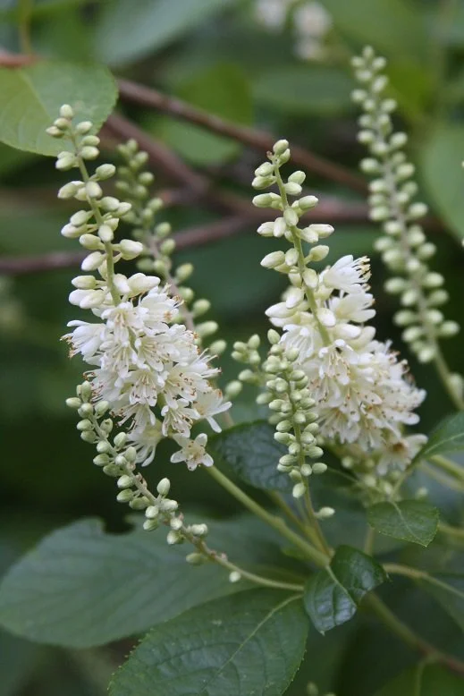 Summer sweet (Clethra alnifola)  ‍  ‍