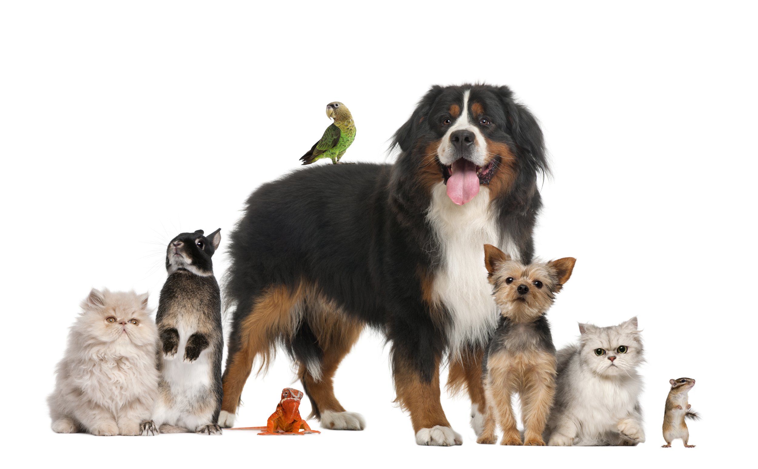 Pets in Properties