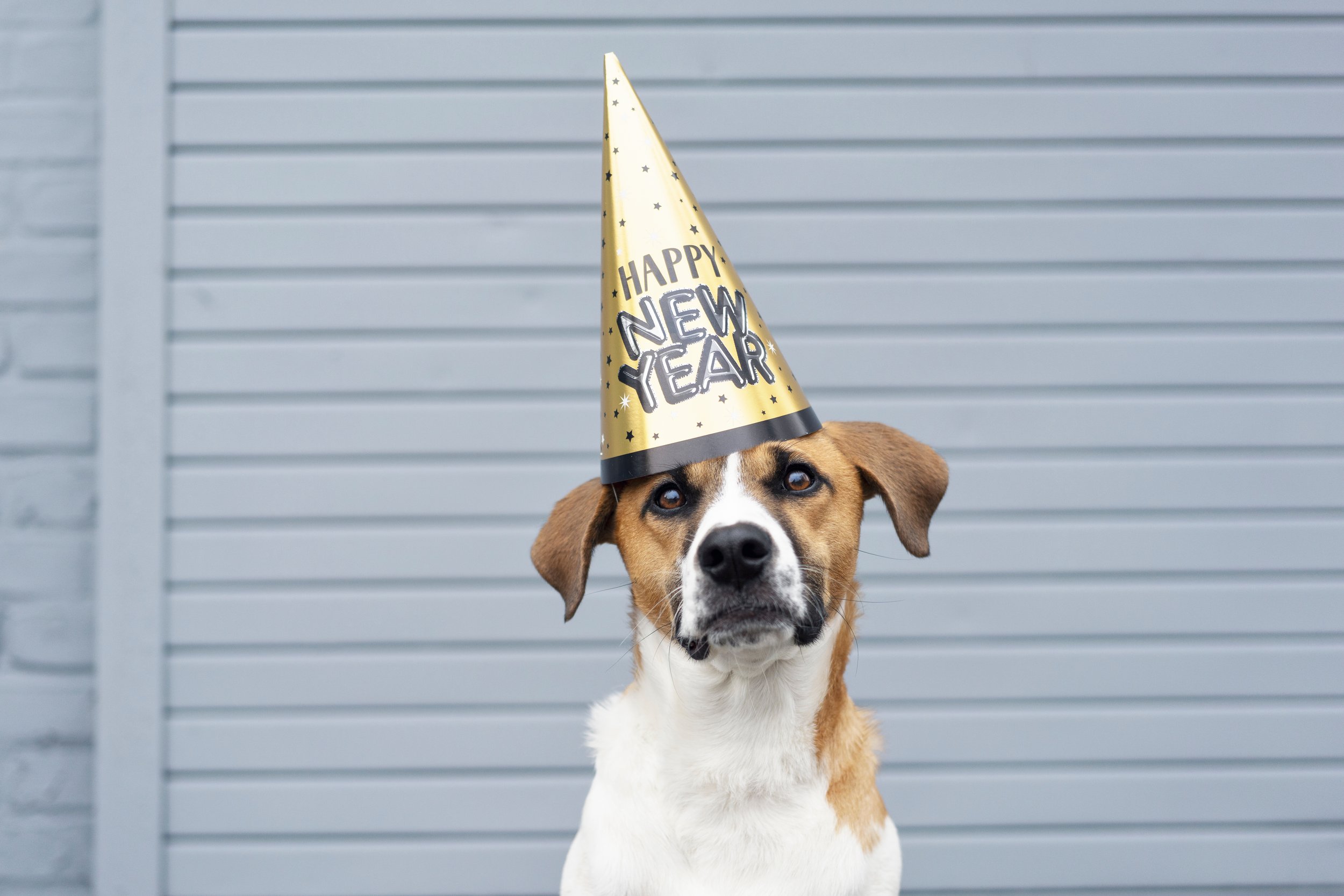 Will the Renters’ Rights Bill truly help Pet Owner-Tenants?