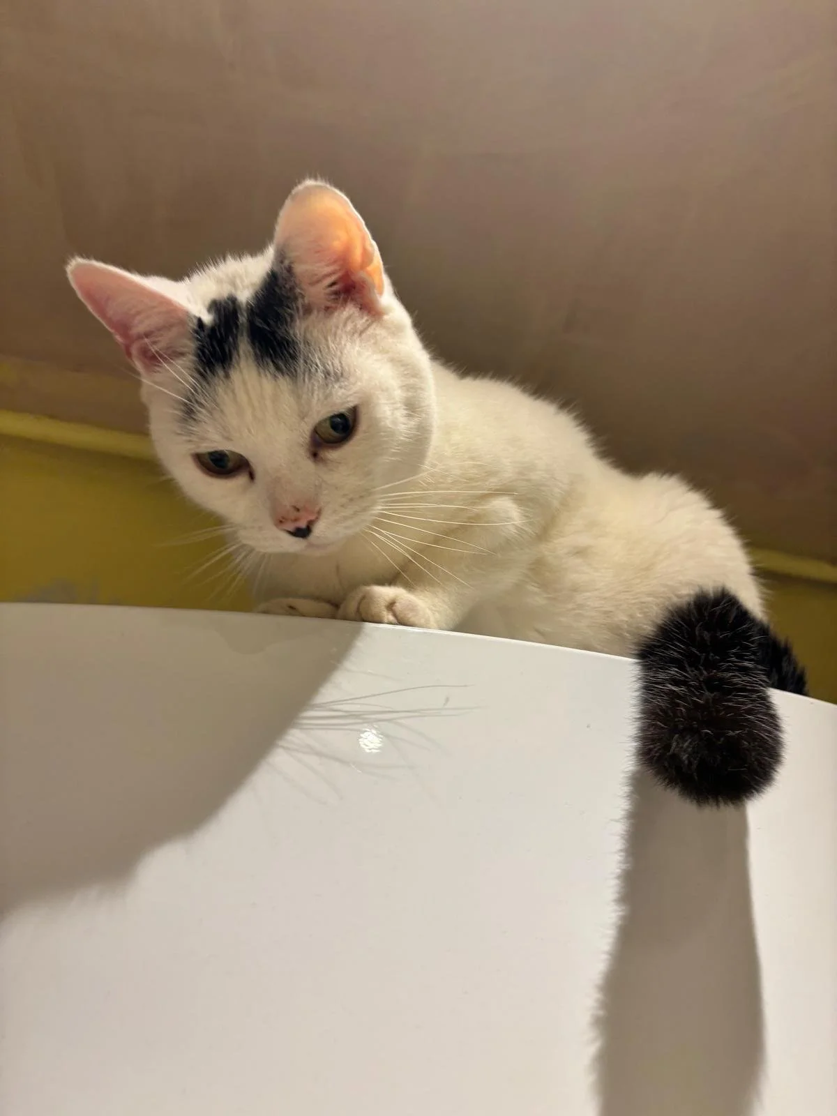 Renters' Rights and the Proper Approach to Pets