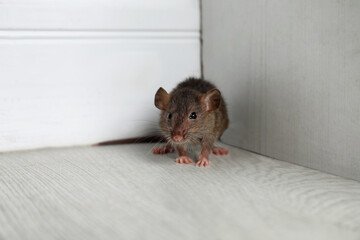 Dealing with Pesky Pests