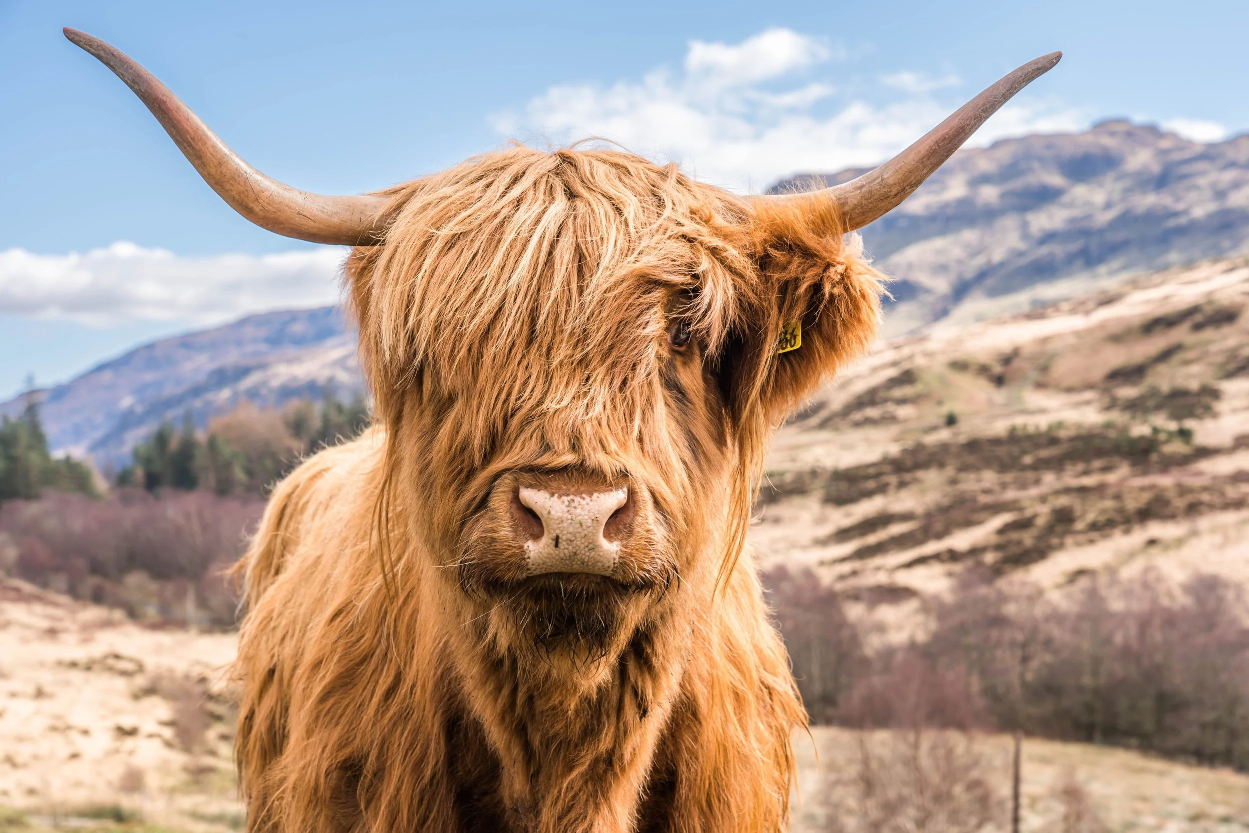highland-cow-looking-straight-on-in-the-scottish-h-2026-03-09-02-59-23-utc.jpg