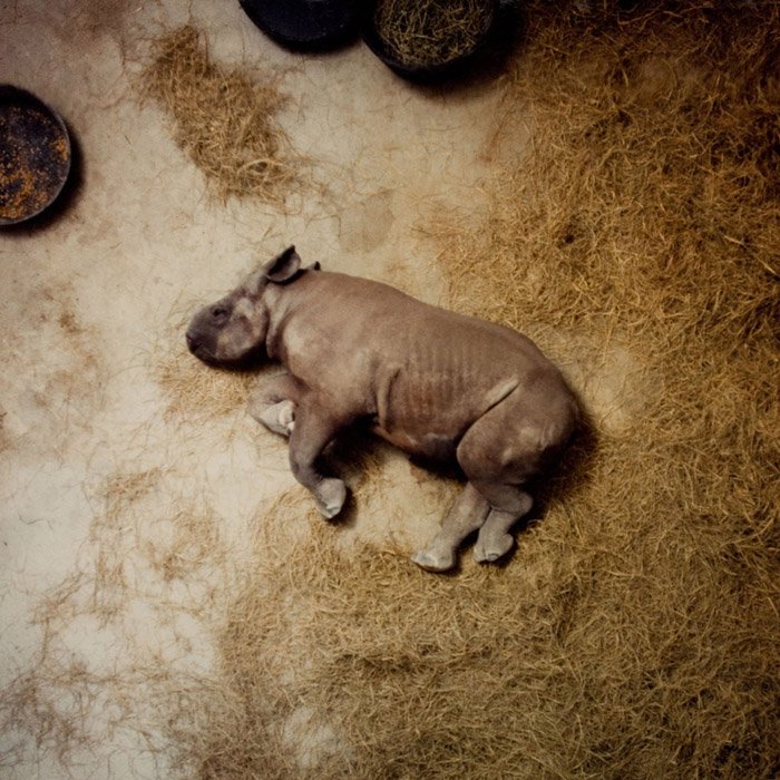 Spagna-Rhino-Sleeping-Thicka.jpg