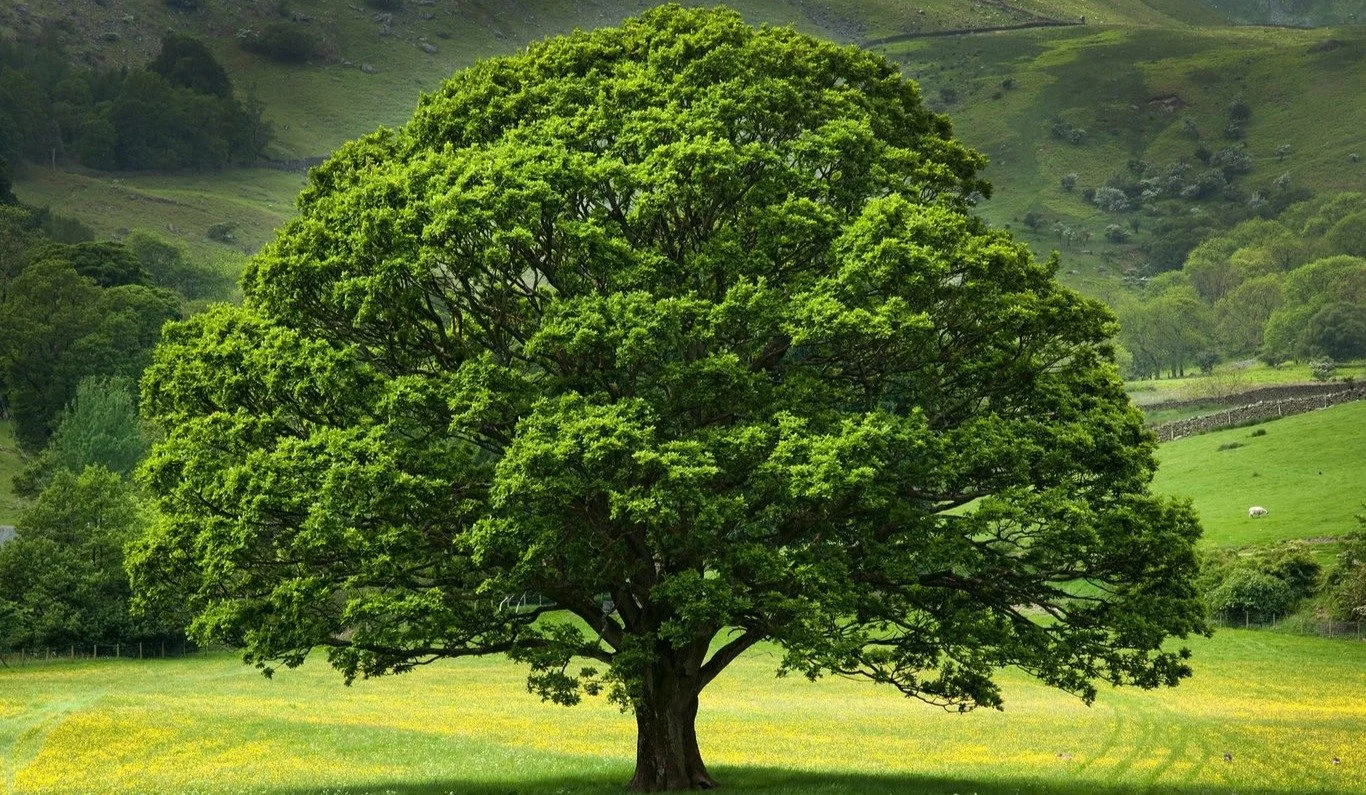 Trees and Tumbleweeds