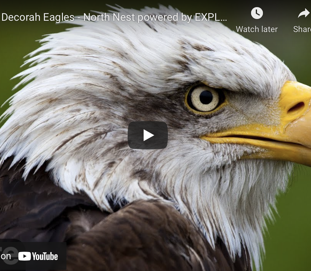 Nesting Eagle Webcam