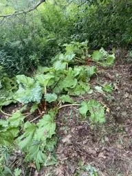 Our Ancient Rhubarb Patch