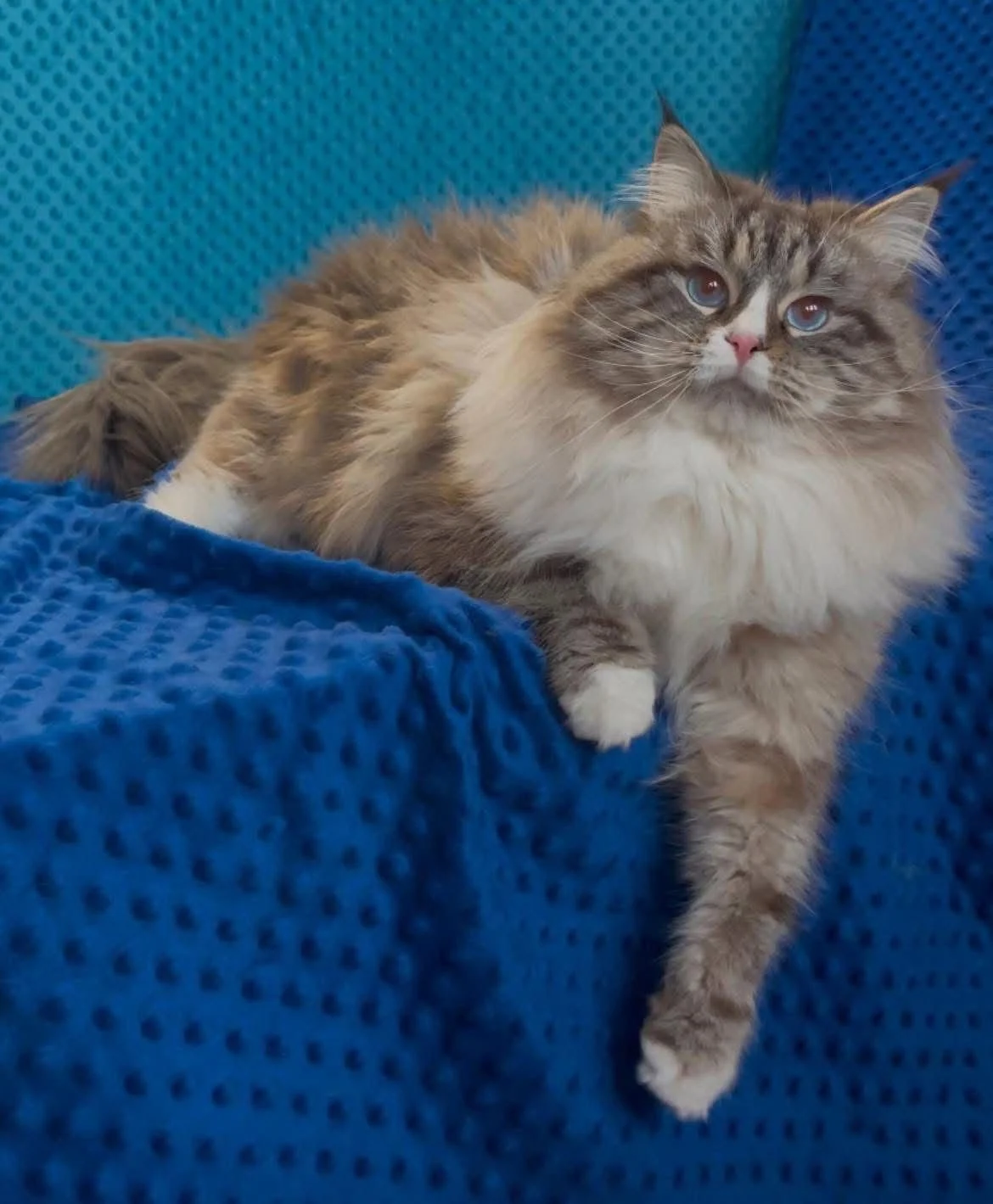 Immagine WhatsApp 2025-06-01 ore 13.15.42_2d5f8b31.jpg