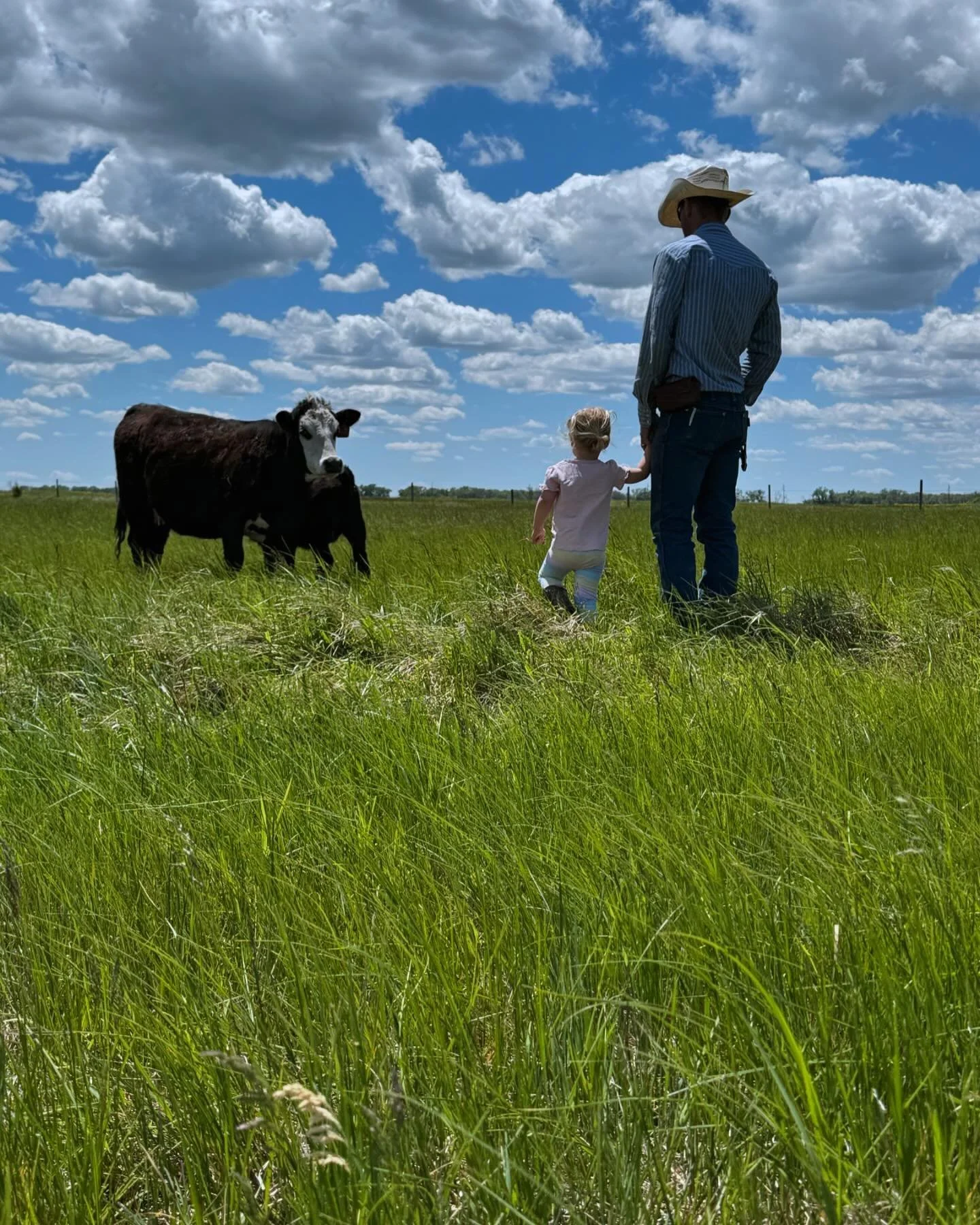 cattle - daddy and me.jpeg