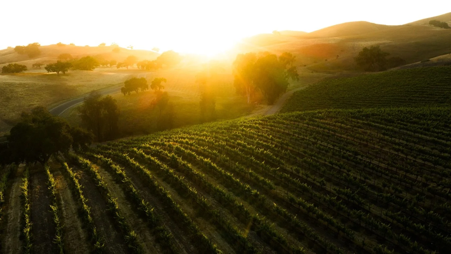 Golden hour at Dovecote is where the Alisos Canyon landscape truly shines.

In a shaky industry, Dovecote stands strong by prioritizing estate-grown quality over trends. It&rsquo;s a steadfast, soulful haven and the perfect hidden gem for a private e