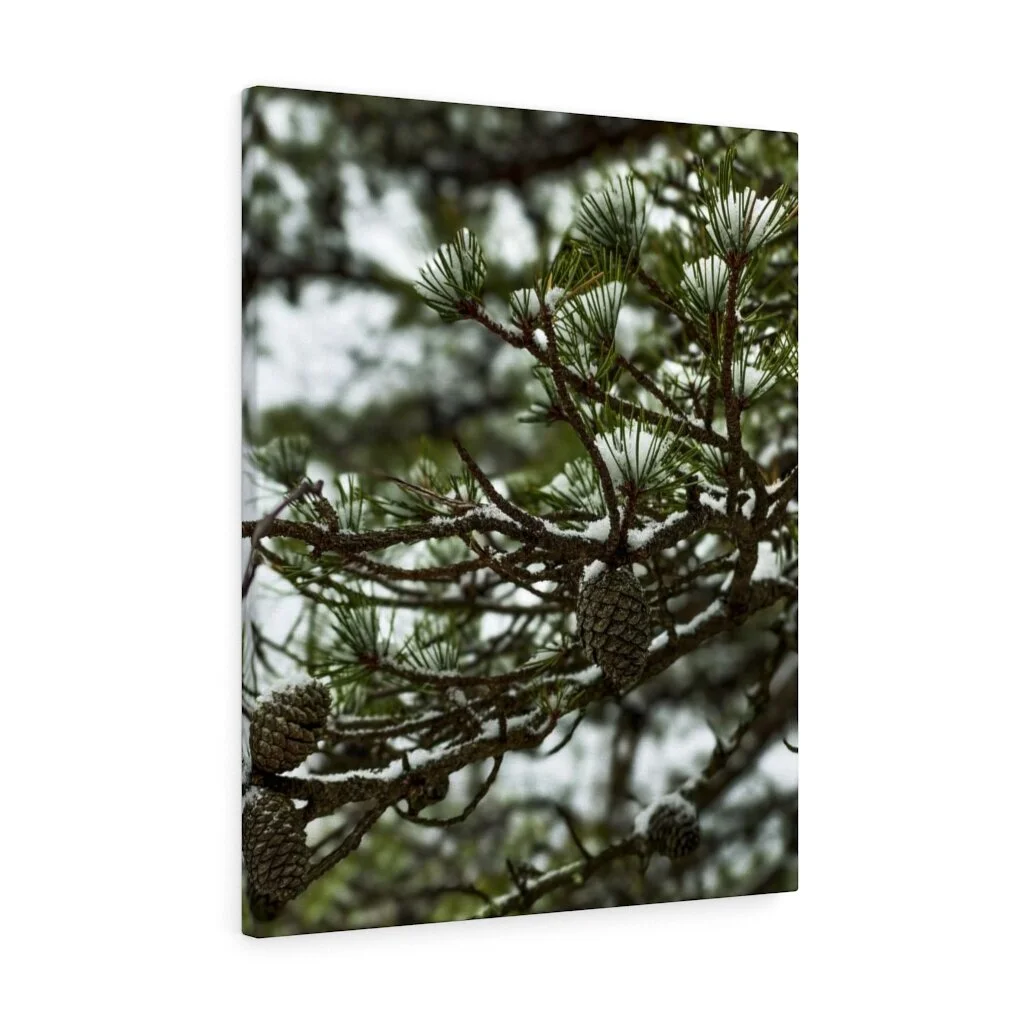 b2159359af8bf29717891658fabb0e56