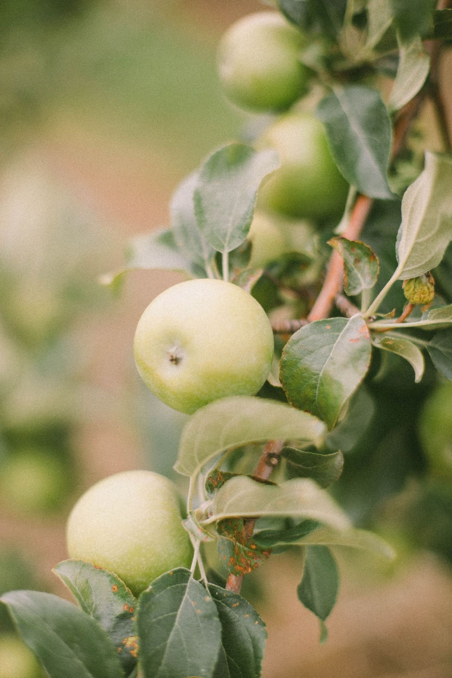 Brantview_Apples_and_Cider_Wedding_Venue_2_of_23-8ff8749e.jpg
