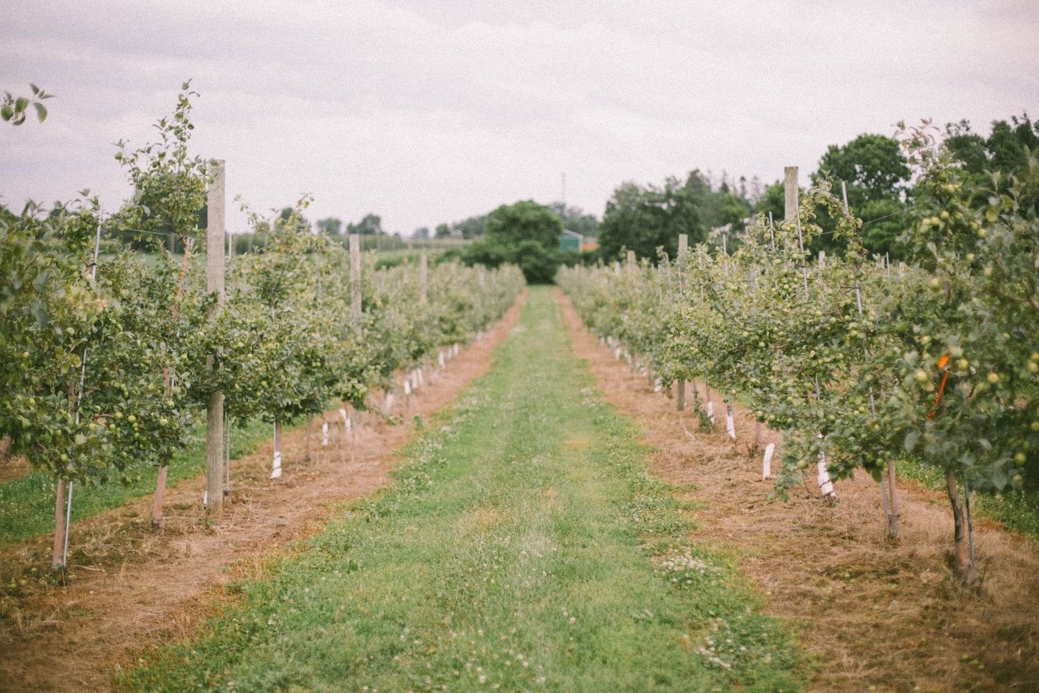 Brantview_Apples_and_Cider_Wedding_Venue_3_of_23-aa2b29cf.jpg