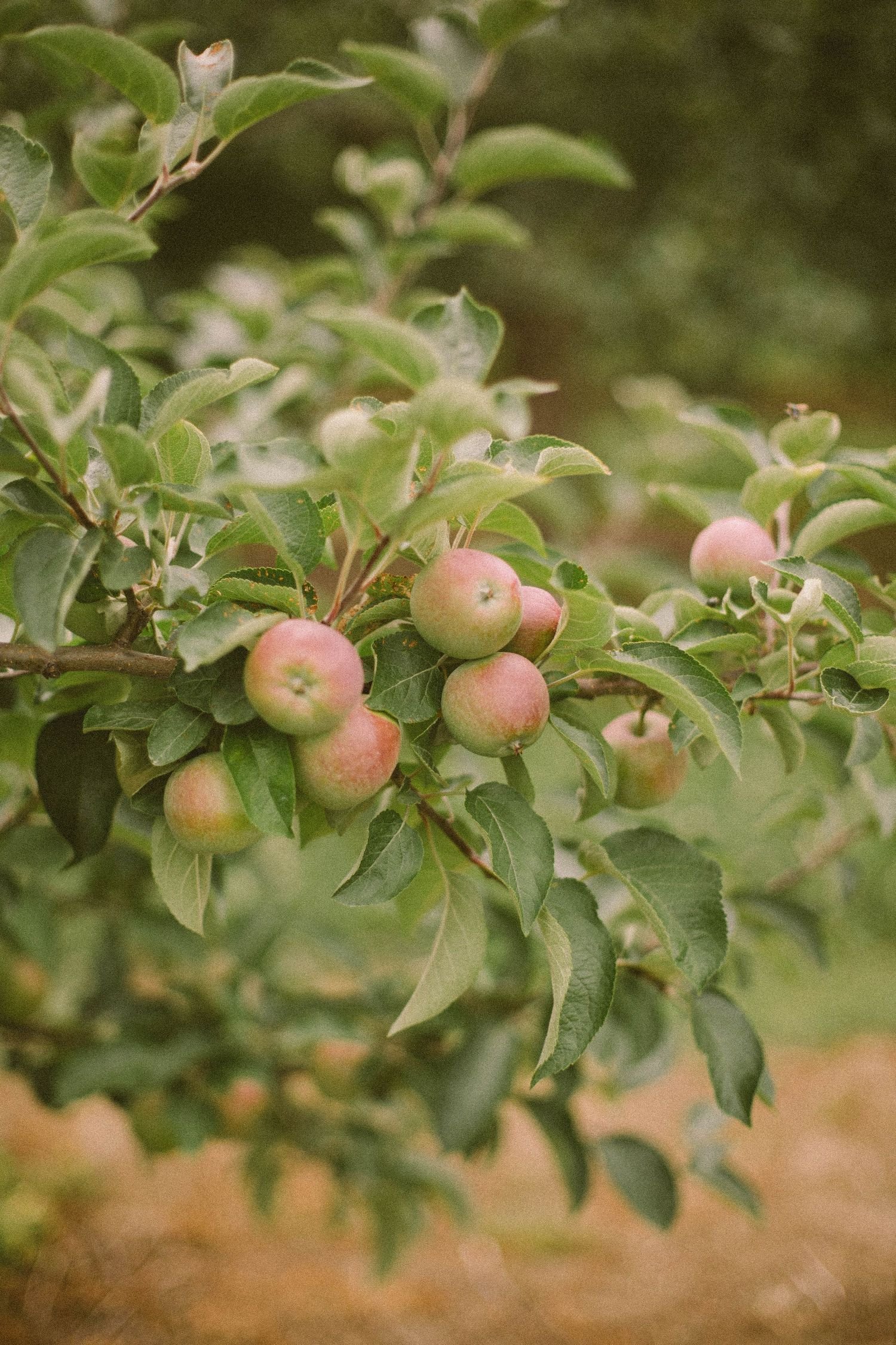 Brantview_Apples_and_Cider_Wedding_Venue_10_of_23-27a1abd5.jpg