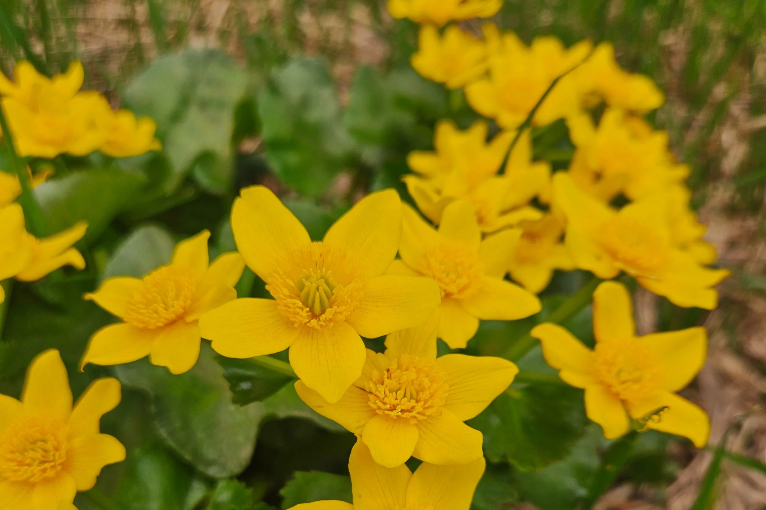 Bayfield in Bloom: