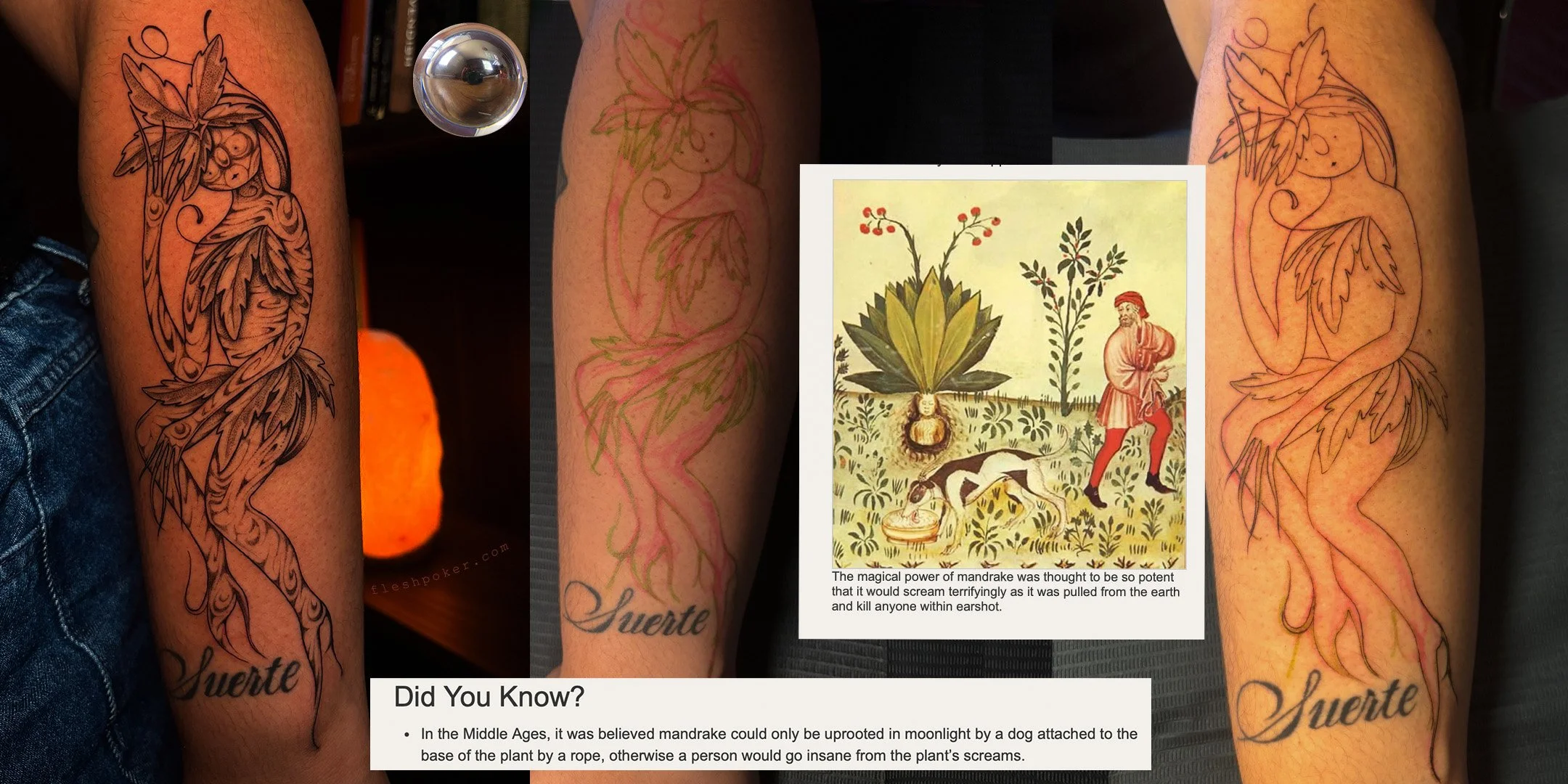 DRAWN-ON COSMIC MANDRAKE 