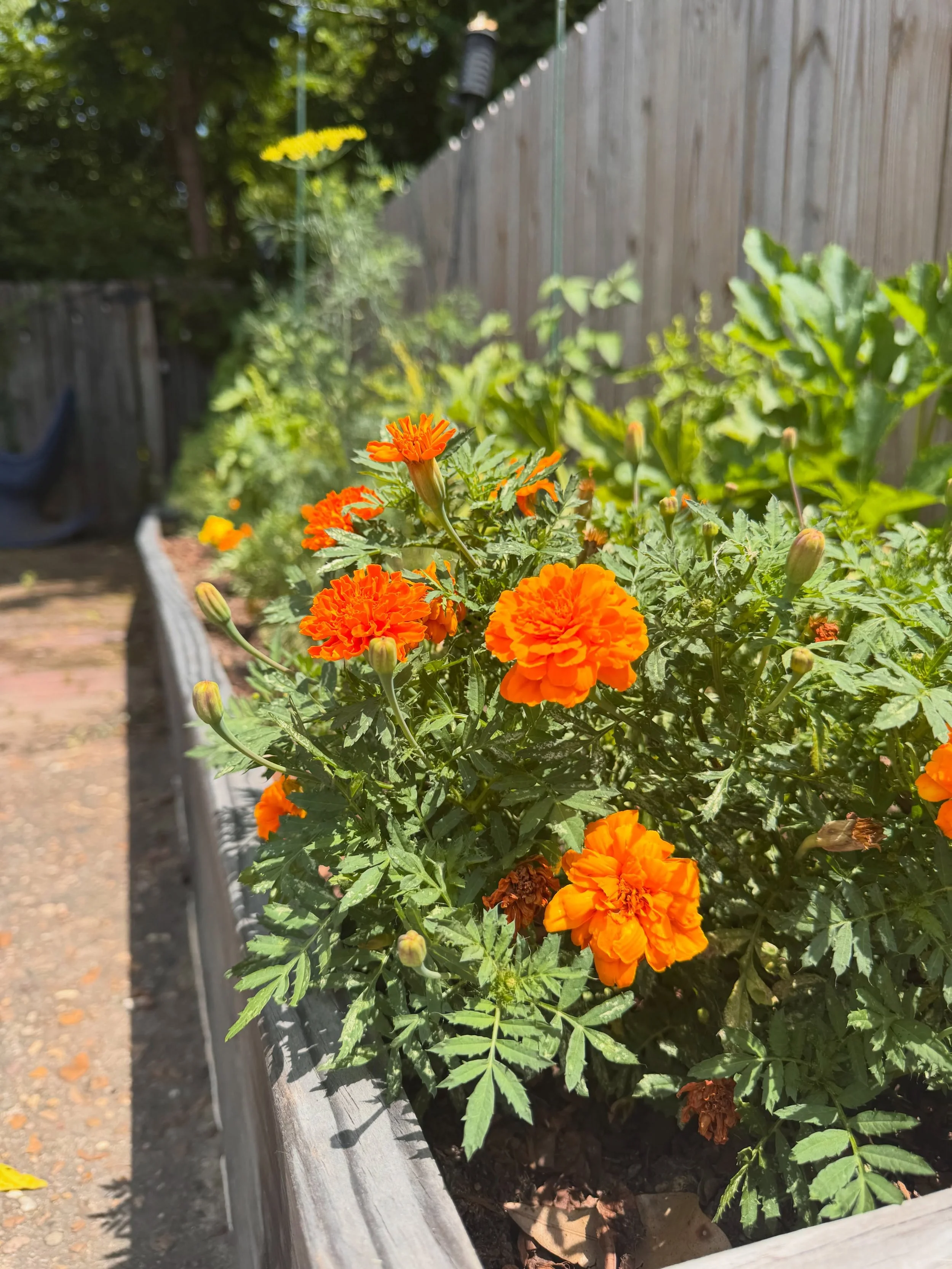 Checking in on our donated garden growth at the OUTMemphis Community Center taking off in this sunny weather! 

You can donate so much more than money to our community from food, plants, home goods, and even volunteering your time could mean the worl
