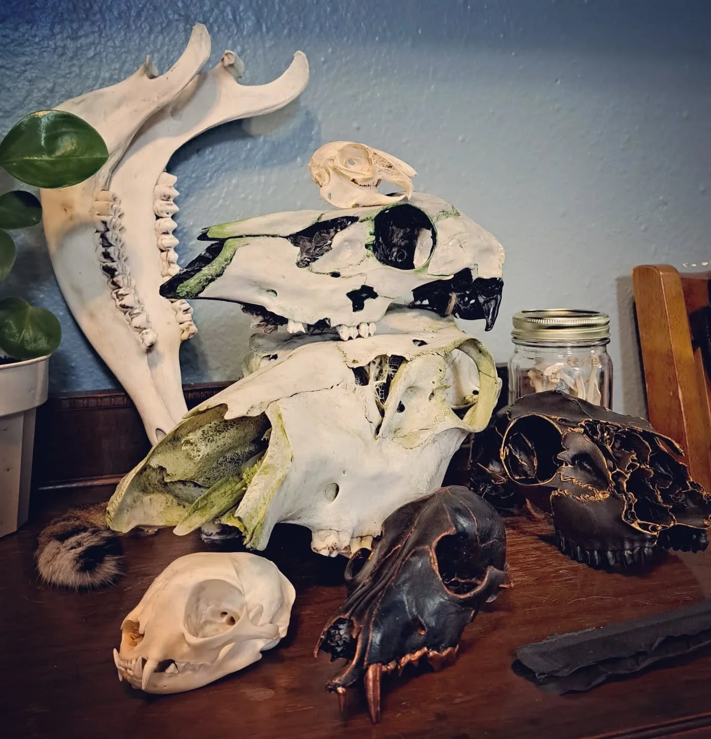 📣 Calling all hunter and forager friends in SW Washington/NW Oregon!
I'm looking for more skulls, bones and antlers to clean up, paint and create with, but it's been difficult as of late to get out and forage myself. If you find some of these on you