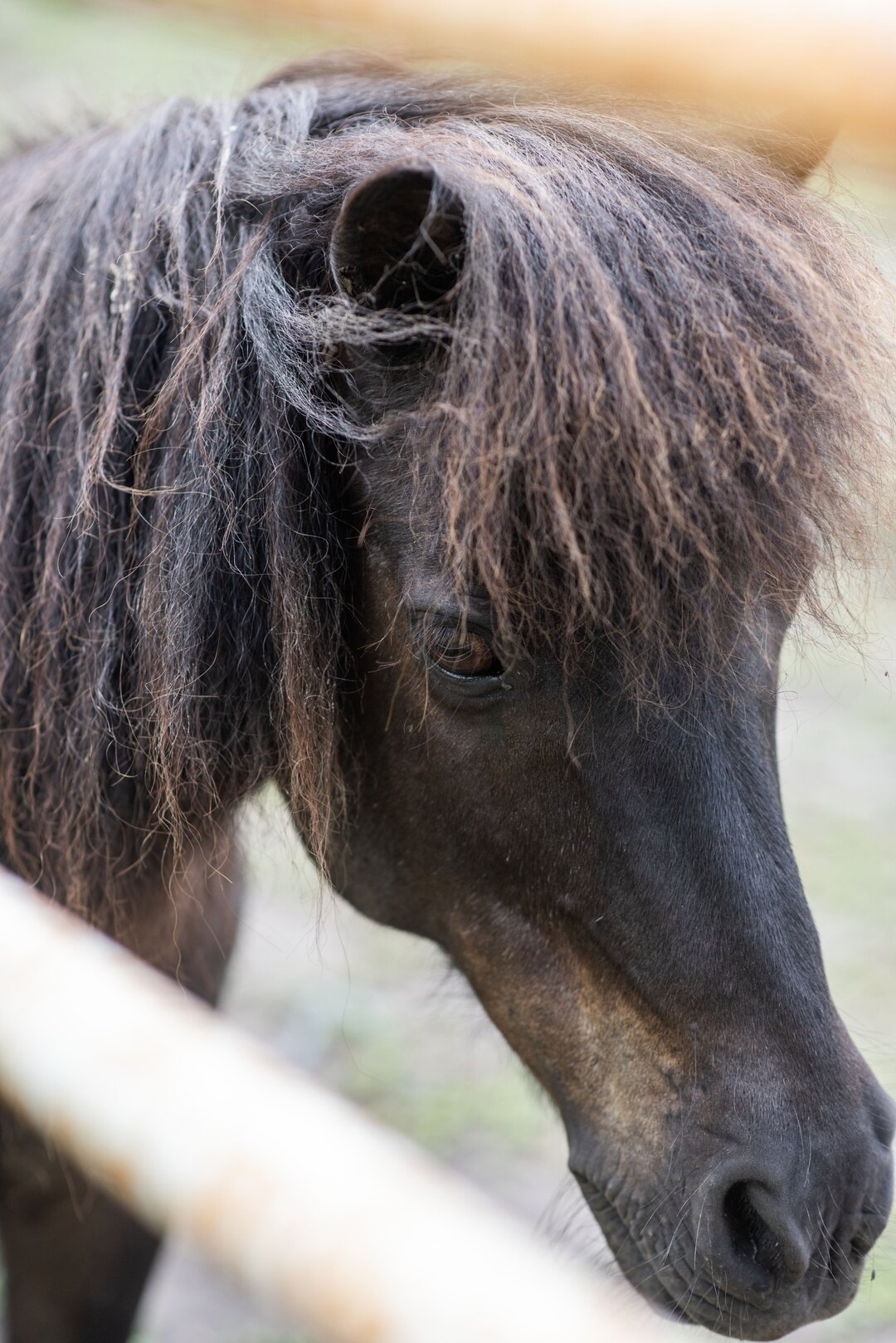 🐓 Just announced: Springtime on the Farm Mini Sessions 🌷

Talulah May the cow, Banjo the pony, the goats (and their brand new babies) will be amongst the cute creatures ready to play in your photos. These are perfect for your littlest animal lovers