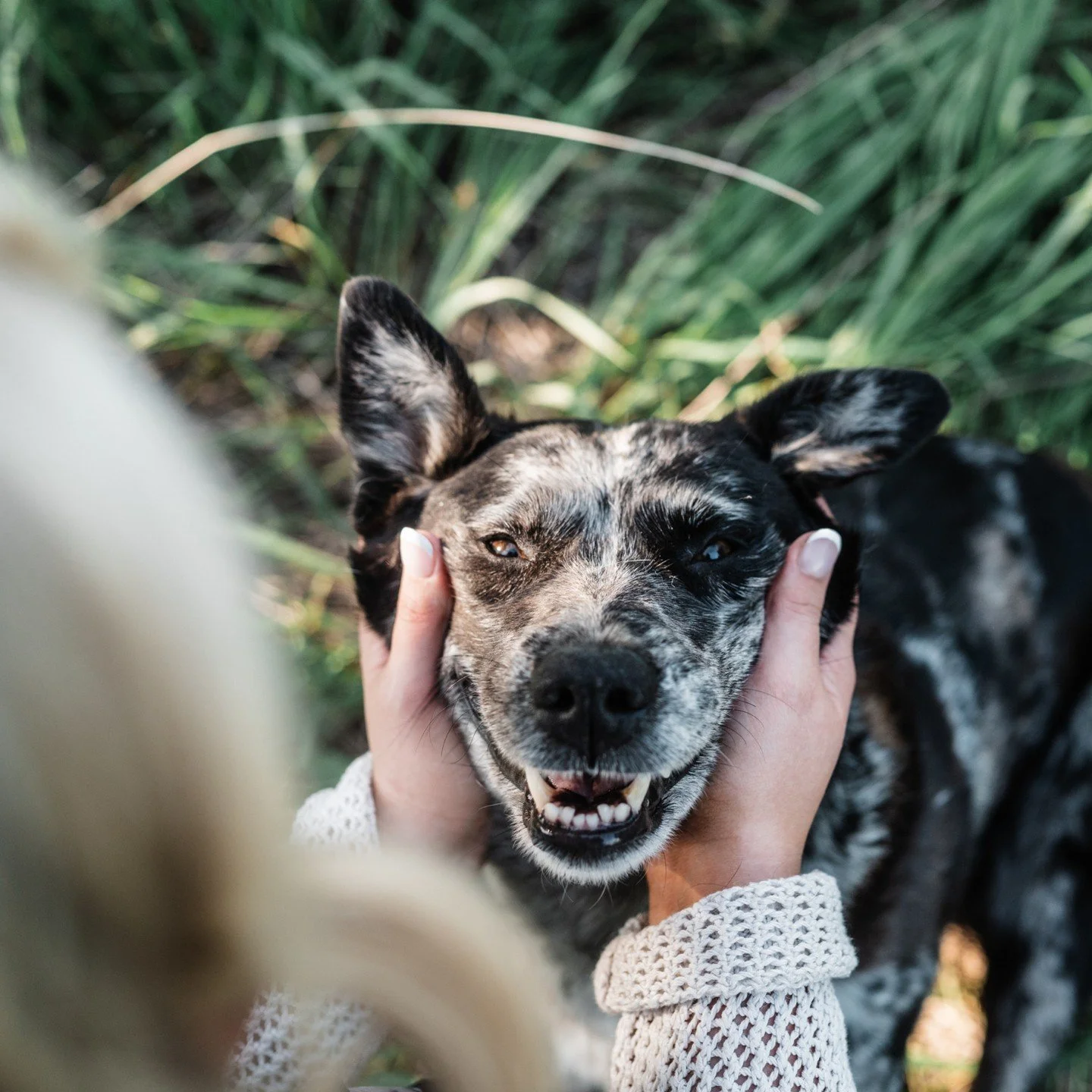 Happy 7th birthday to Jinxie, the absolute star of her own session. 🐾

Brooke wanted something special to celebrate her girl, and I LOVE it. Jinxie was a natural. Brooke was obsessed. The whole thing was perfect - even the part when Jinx decided she