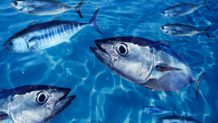 Buyer Beware: Avoid These 4 Protein Sources