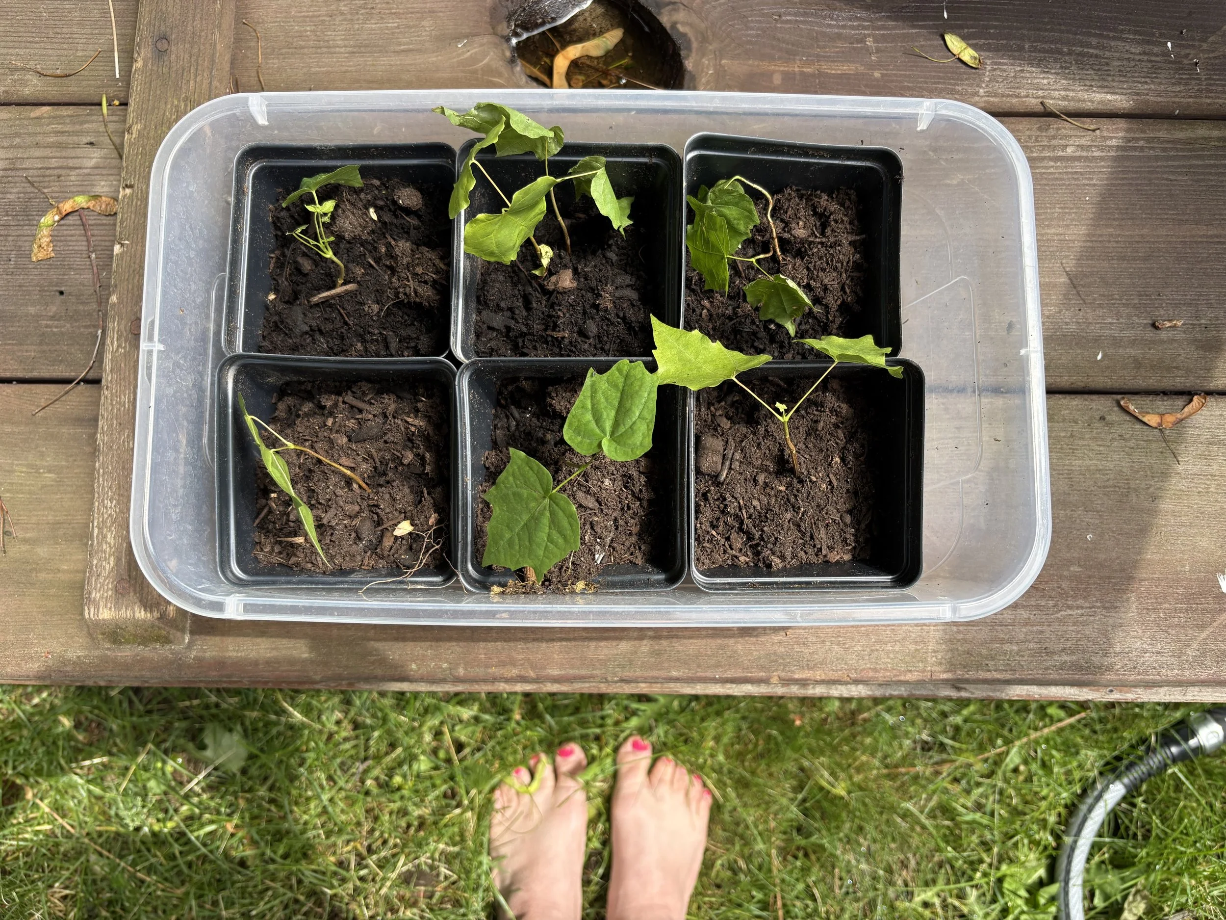 What a Mast Year in My Garden Taught Me About Midlife Creative Abundance
